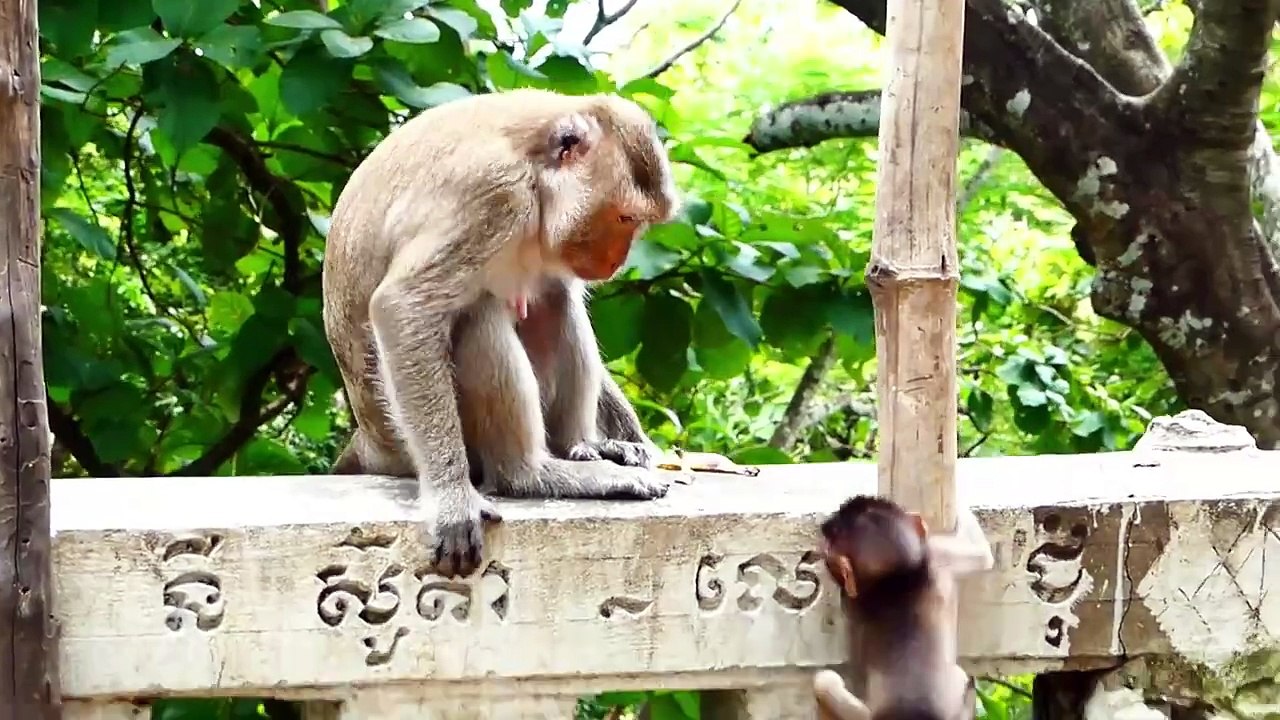 Poor BEAN Gets Scared Of Big Female Monkey (720p_25fps_H264-192kbit_AAC)