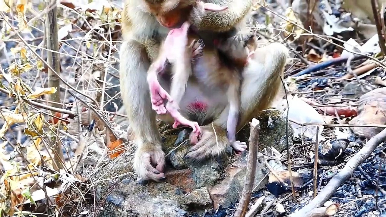 Poor Baby Saro Is Trying To Play Hard With Environment (720p_25fps_H264-192kbit_AAC)