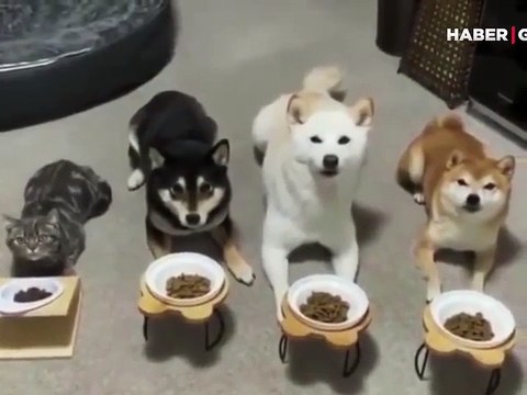 Köpeklerin itaat eğitimine katılan kedi kahkahaya boğdu