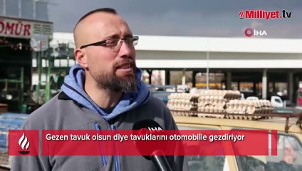 Gezen tavuk olsun diye tavuklarını otomobille gezdiriyor