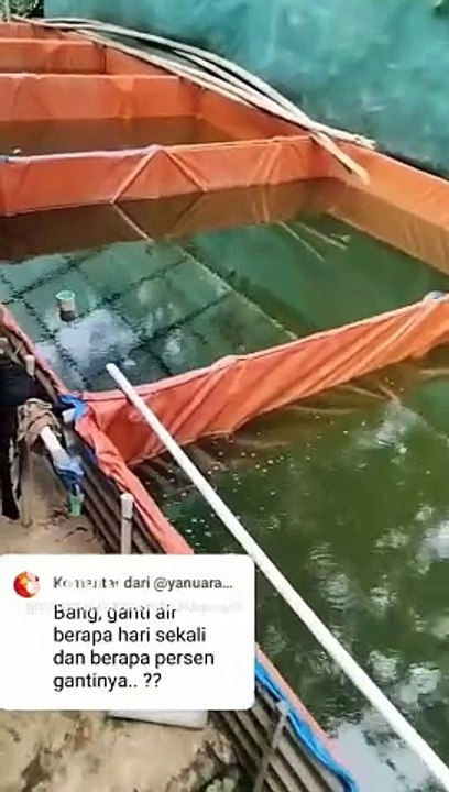 Berapa hari sekali GANTI AIR kolam dan berapa persen pergantiannya❓#shortsviral