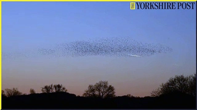 Murmuration Ripon City Wetlands – Yorkshire Wildlife Trust Reserve