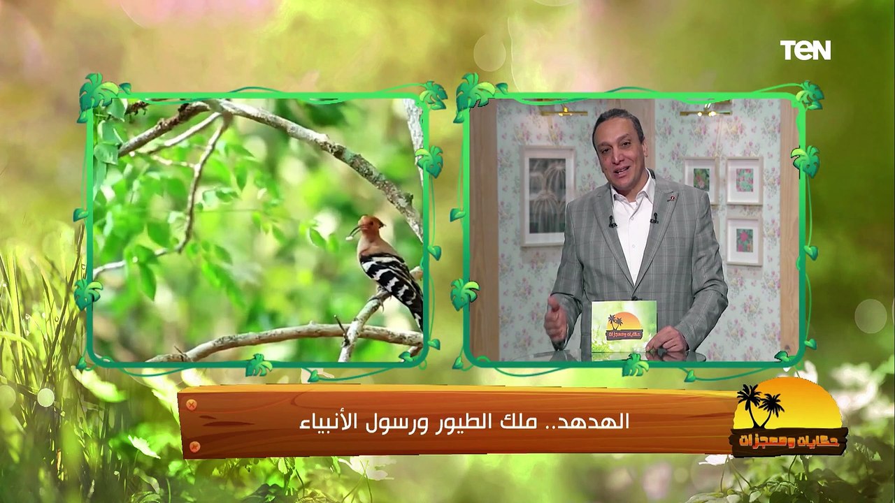 الهدهد.. ملك الطيور ورسول الأنبياء | حكايات ومعجزات