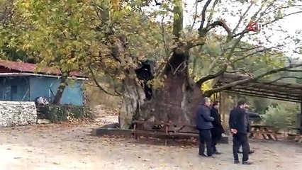 ASIRLIK KAVAK ANIT AĞAÇ OLACAK