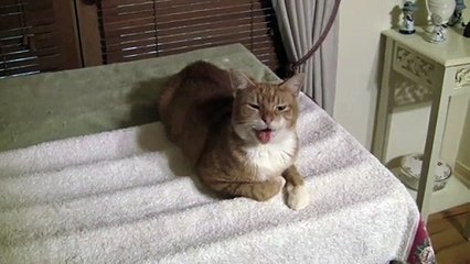 The Talkative Cat - Matthew Paul Argall - Free Download, Borrow, and Streaming - Internet Archive