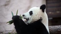 The Young Panda Eats, the Animal Eats the Green Shoots of Bamboo., Nature Stock Footage ft. bamboo & big - Envato Elements