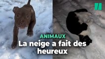 La neige a rendu fous les animaux de compagnie, et c’est adorable