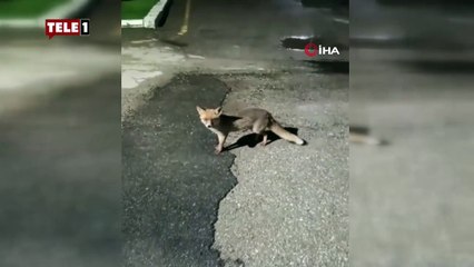 Aç kalan tilkiyi bisküvi ile besledi
