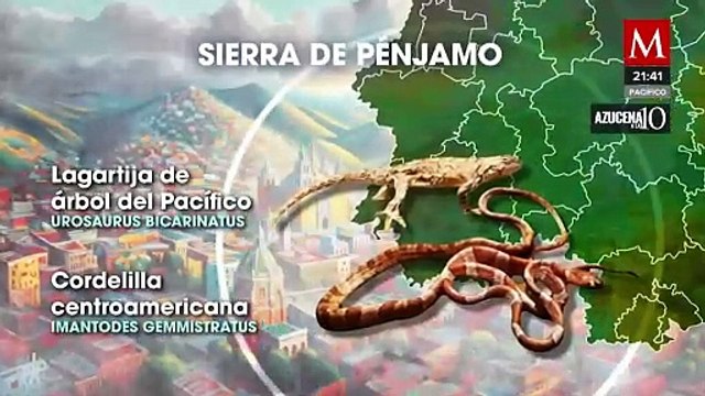 Descubrimiento de cuatro nuevas especies en Guanajuato enriquece la biodiversidad