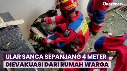 Ular Sanca Sepanjang 4 Meter Dievakuasi dari Rumah Warga di Ciracas, Jakarta Timur