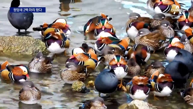 서울 하천에 ‘멸종위기’ 원앙 200마리 등장