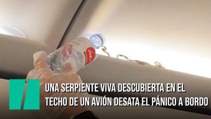 Una serpiente viva descubierta en el techo de un avión desata el pánico a bordo