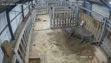 Birth of rare baby rhino is captured on CCTV at West Midlands Safari Park