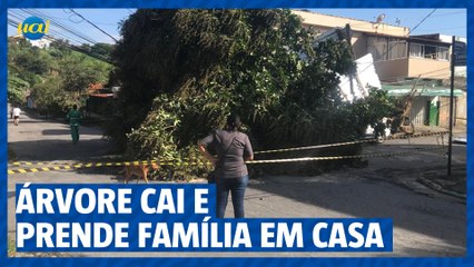Chuvas em BH: árvore cai e deixa família presa dentro de casa