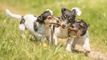 ¿Por Qué Mueven La Cola Los Perros?