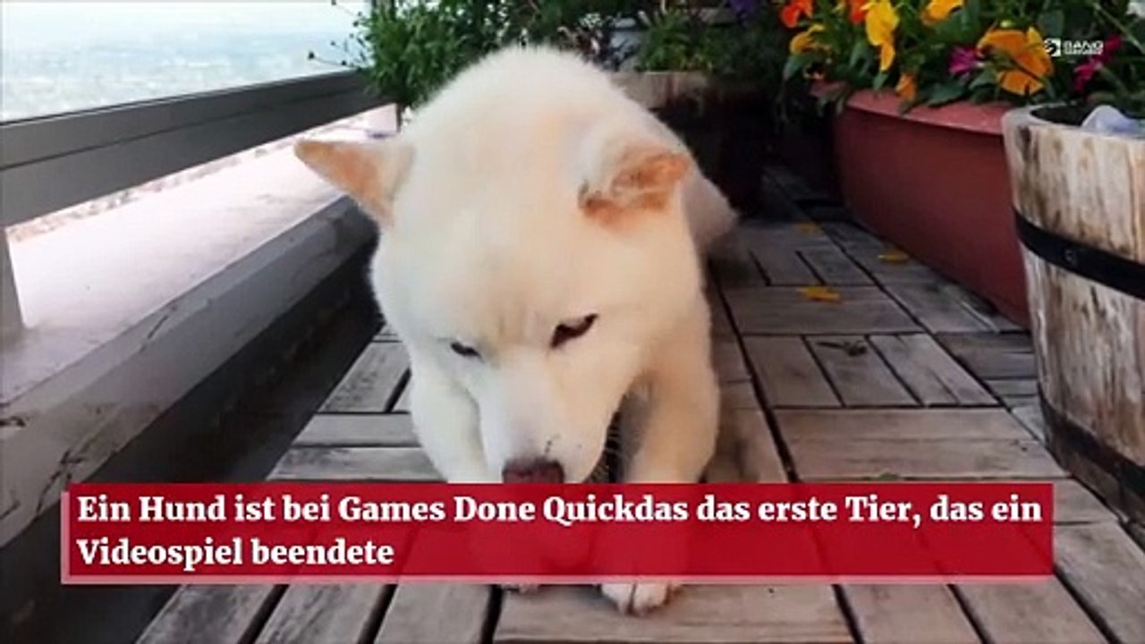 Ein Hund ist bei Games Done Quickdas das erste Tier, das ein Videospiel beendete