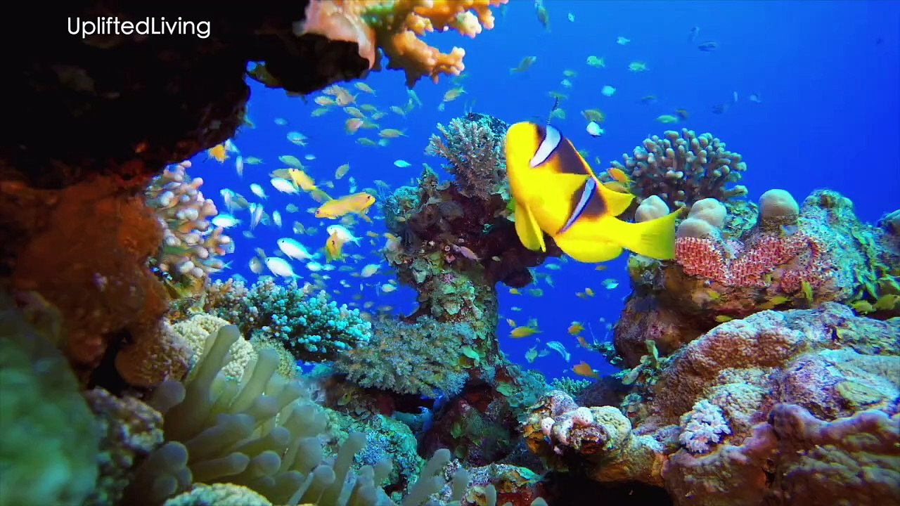 _Escape to Nature --_ Relaxing 1-Hour Safari -- and Ocean Adventure --_(720P_HD)