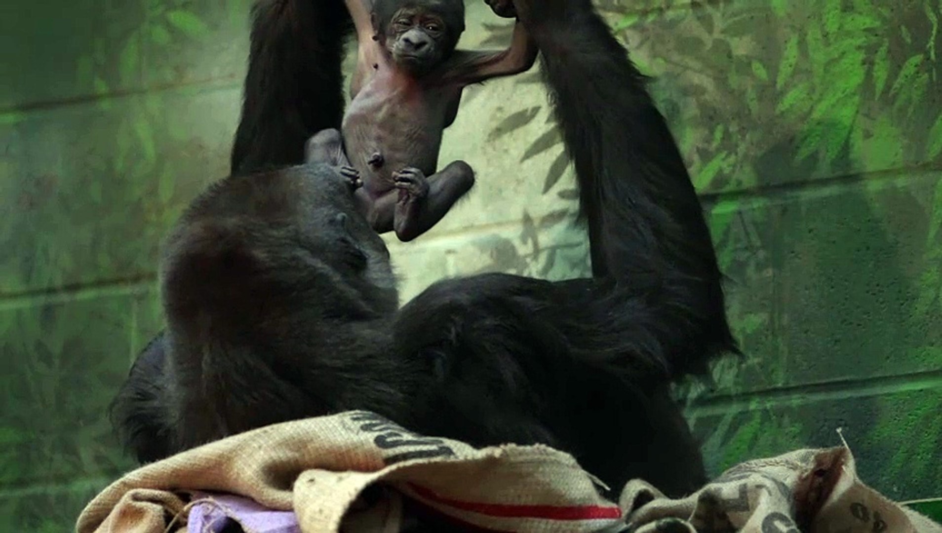 ⁣London Zoo welcomes critically endangered baby gorilla