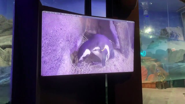 BBB em Balneário Camboriú quer flagrar primeiro nascimento de pinguins em aquário