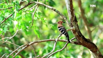 "لو ماتت زوجته بيفضل أعذب طول حياته".. هتسمع قصص مليانة وفاء عن طائر الهدهد خلال موسم التزاوج