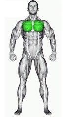 Chest Workout Shorts #chestworkout  #strengthtraining  #fitnessmotivation  #workoutgoals #shorts