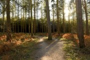 The people of Cannock share their views on Cannock Chase being named one of the top most calming places to visit.