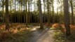 The people of Cannock share their views on Cannock Chase being named one of the top most calming places to visit.