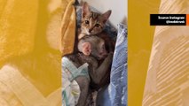 Söpö video: pikkumakakki ja kissa ovat parhaat ystävät