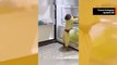 Video: Älykäs apina ottaa kaksi mehua jääkaapista ja jakaa tytölle