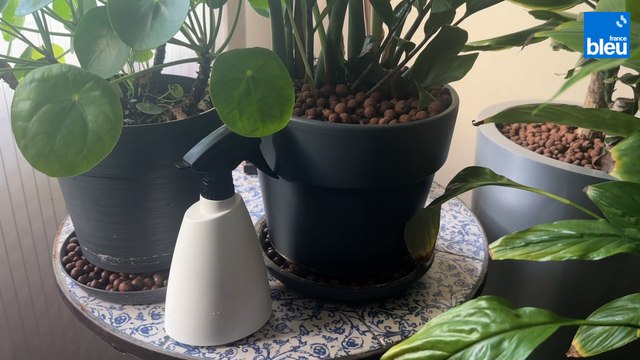 Roland Motte, jardinier : vaporisez vos plantes en hiver c'est indispensable
