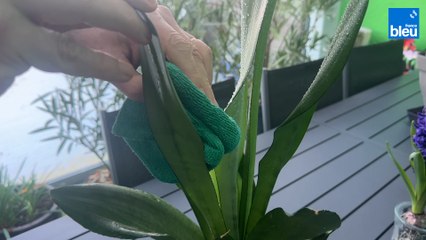 Roland Motte, jardinier : le Sansevieria, tendance et facile à vivre !
