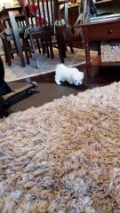 My puppy's first time seeing a shag rug.