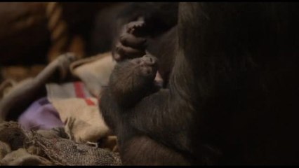 Londra, le tenere immagini del baby gorilla con la mamma