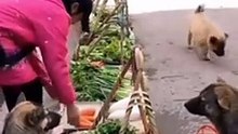 My Dogs in the market shopping..