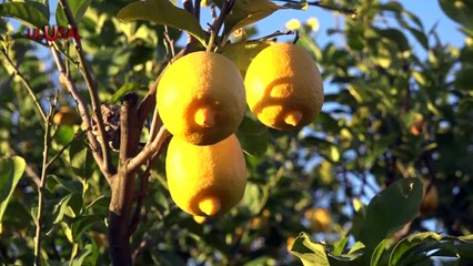 Ege Bölgesi'nde yaş meyve sebze ihracatı arttı