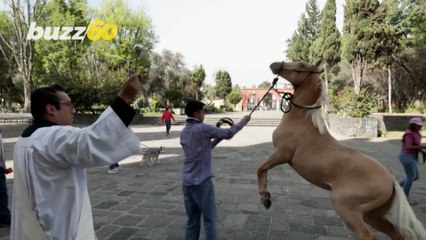 Pets Get Blessed During Special Outdoor Mass in Mexico