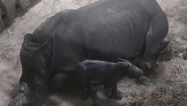 Rare baby rhino birth captured on CCTV at UK safari park