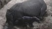 Rare baby rhino birth captured on CCTV at UK safari park