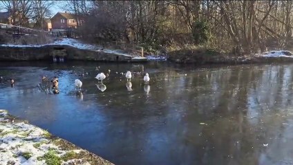 Birds walking on water