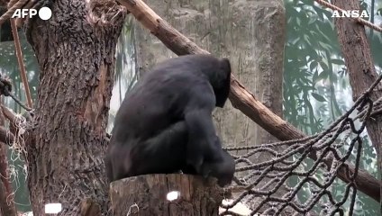 Nati due gorilla negli zoo di Praga e Londra