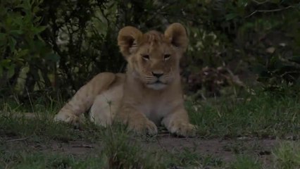 Baby Animals 4K - Amazing World Of Young Animals _ Scenic Relaxation Film(720P_HD)