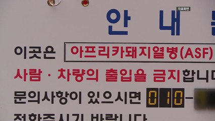 경기 파주서 '아프리카돼지열병' 발생...올해 두 번째 / YTN