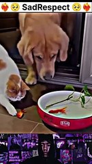Respect dog  Respect animal #respect #trendingshorts #sadrespect
