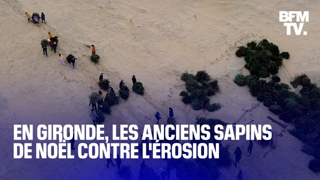 TANGUY DE BFM - En Gironde, les anciens sapins de Noël servent à lutter contre l'érosion des dunes