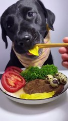 My labrador is Happy Enjoying Some Amazing Crunchy Food #dog #dogeat #fyp