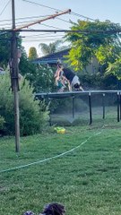 Dog Has Fun Jumping on Trampoline