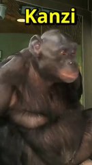 Un singe bonobo de 43 ans termine Minecraft ? Découvrez l'histoire incroyable de Kanzi !