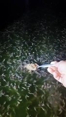 Cepatnya pertumbuhan ikan lele, baru 3 hari saja sudah naik satu tahap