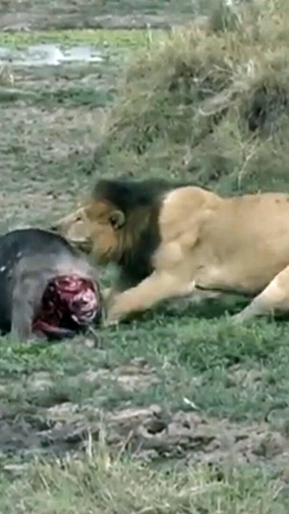 Lion   Croc Fight