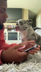 Creme The Dog Wants Attention